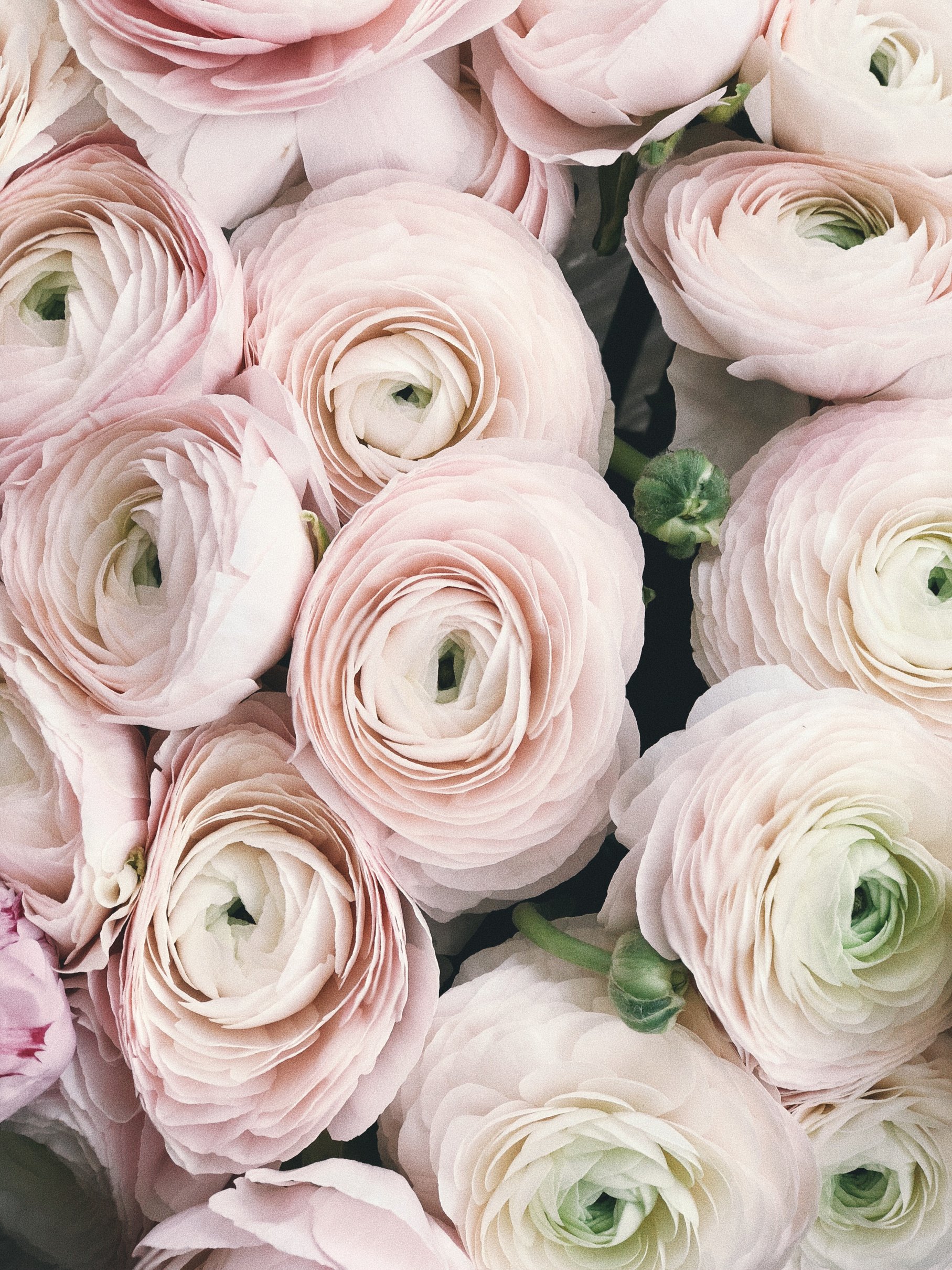 Close-up Photography of Pink Petaled Flowers